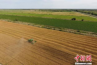 航拍新疆兵团 冬小麦丰收与花木产业的双重画卷