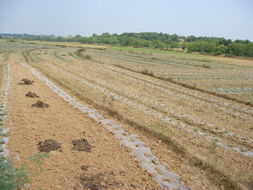 朱来友深入宜春三市一线督导抗旱工作，强调科学调度保障花木产业安全度旱