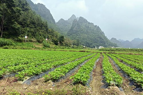 农田不闲 广西南丹 一田两收 助农提效益