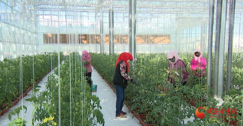 肃北 牧农业产业稳步发展