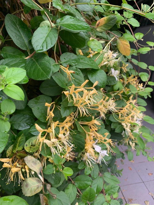 你的家乡适合种植哪种经济作物