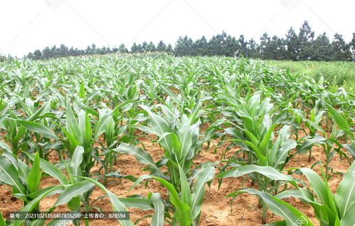 玉米苗图片素材下载 植物花草素材下的农作物图片素材