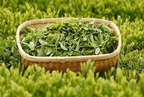 粮贱伤农就是个伪命题 粮价暴涨只会乐了美国和国内资本家 小麦 经济作物 网易订阅