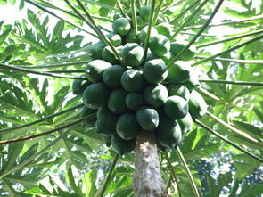 这是什么植物,有什么作用,越详细越好