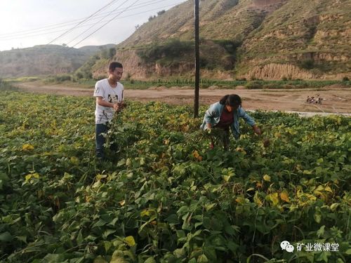 矿业学院2020年暑期社会实践专题 六