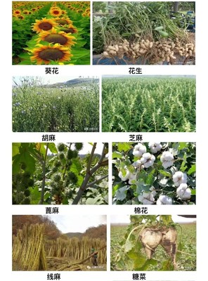 忻州市忻府区奇村镇经济作物种植综述