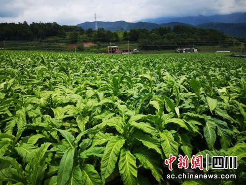 甲甲沟村 从深度贫困到幸福美丽的蝶变