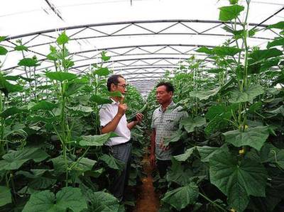 农墨重彩绘新篇 汾阳市打造“一田两园三带九基地”推动农产品销售升级