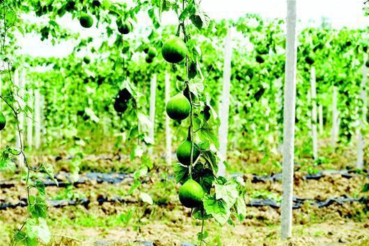 探访武汉“四极”村 从贫困落后到农业振兴的华丽蜕变