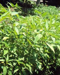 花木种植 经济作物的绿色财富之路