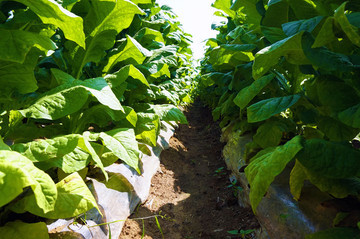 经济作物中的烟草 种植与影响