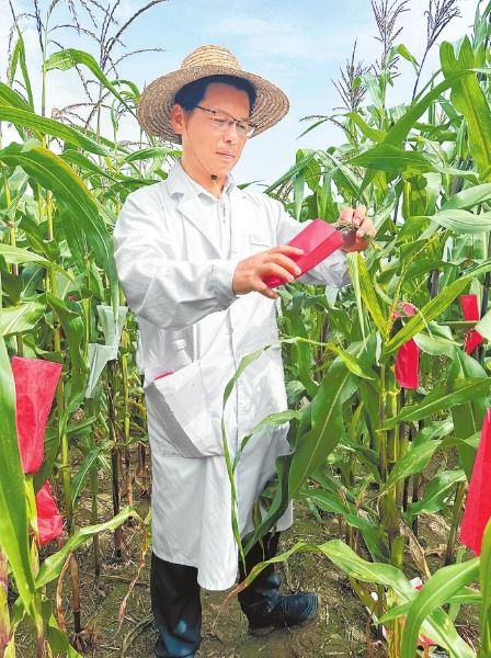 河南全力抗旱保秋收 多措并举确保粮食安全