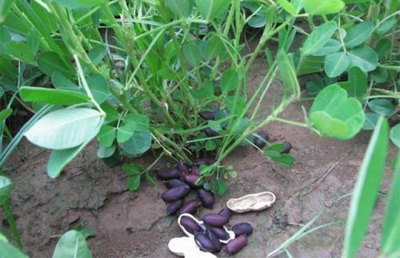 黑花生的市场行情与种植前景分析