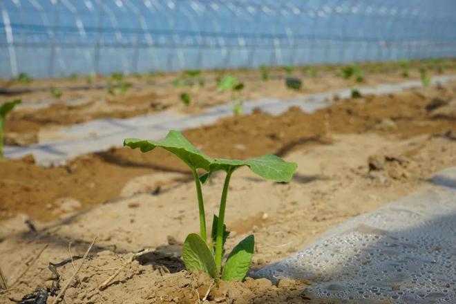 新圪太村 金疙瘩铺就乡村振兴路