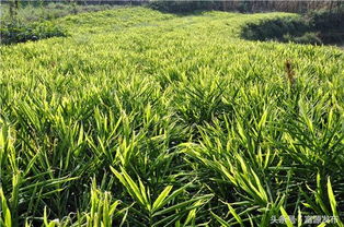 富源古敢 以花木为笔，绘就特色经济作物种植多样化新画卷