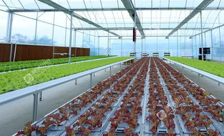 成都植物工厂 让科幻变为现实，重塑农作物与经济作物的未来