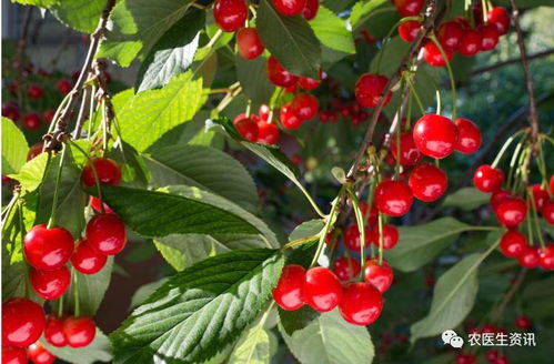 24种最赚钱经济作物用肥配方大汇总，助你增收销售